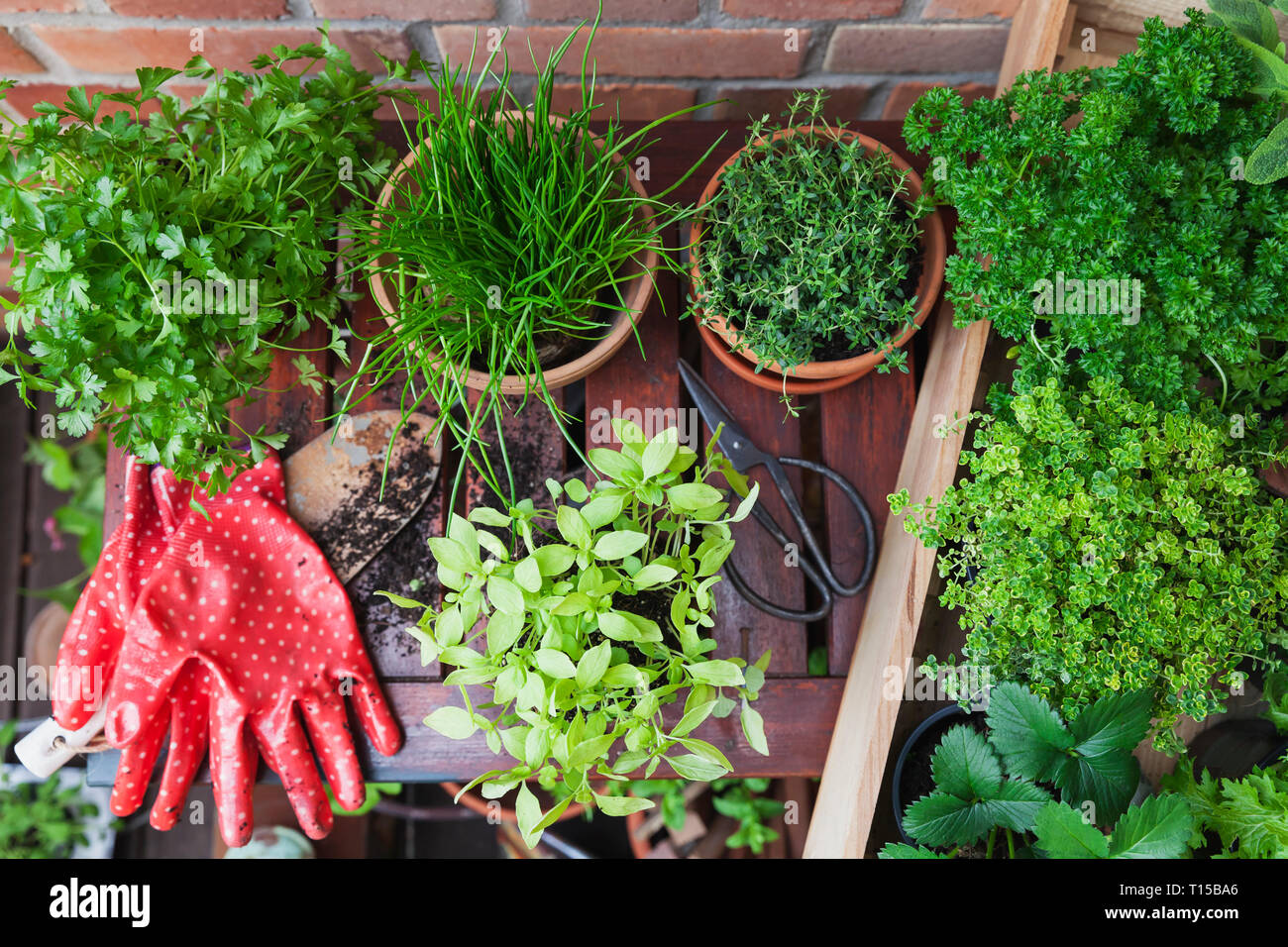 Various potted spice plants on terrace Stock Photo