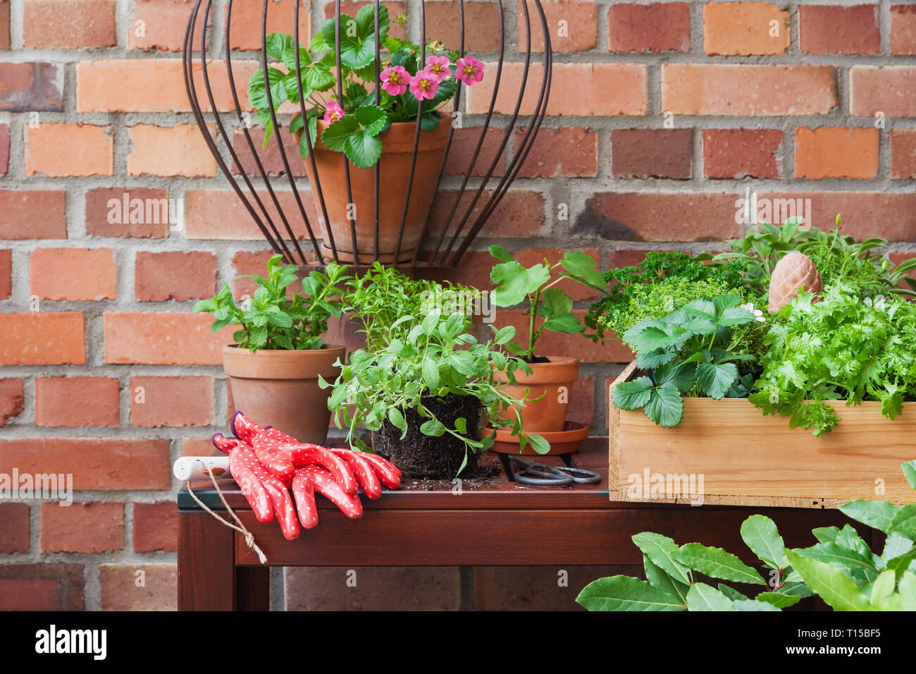 Various potted spice plants on terrace Stock Photo