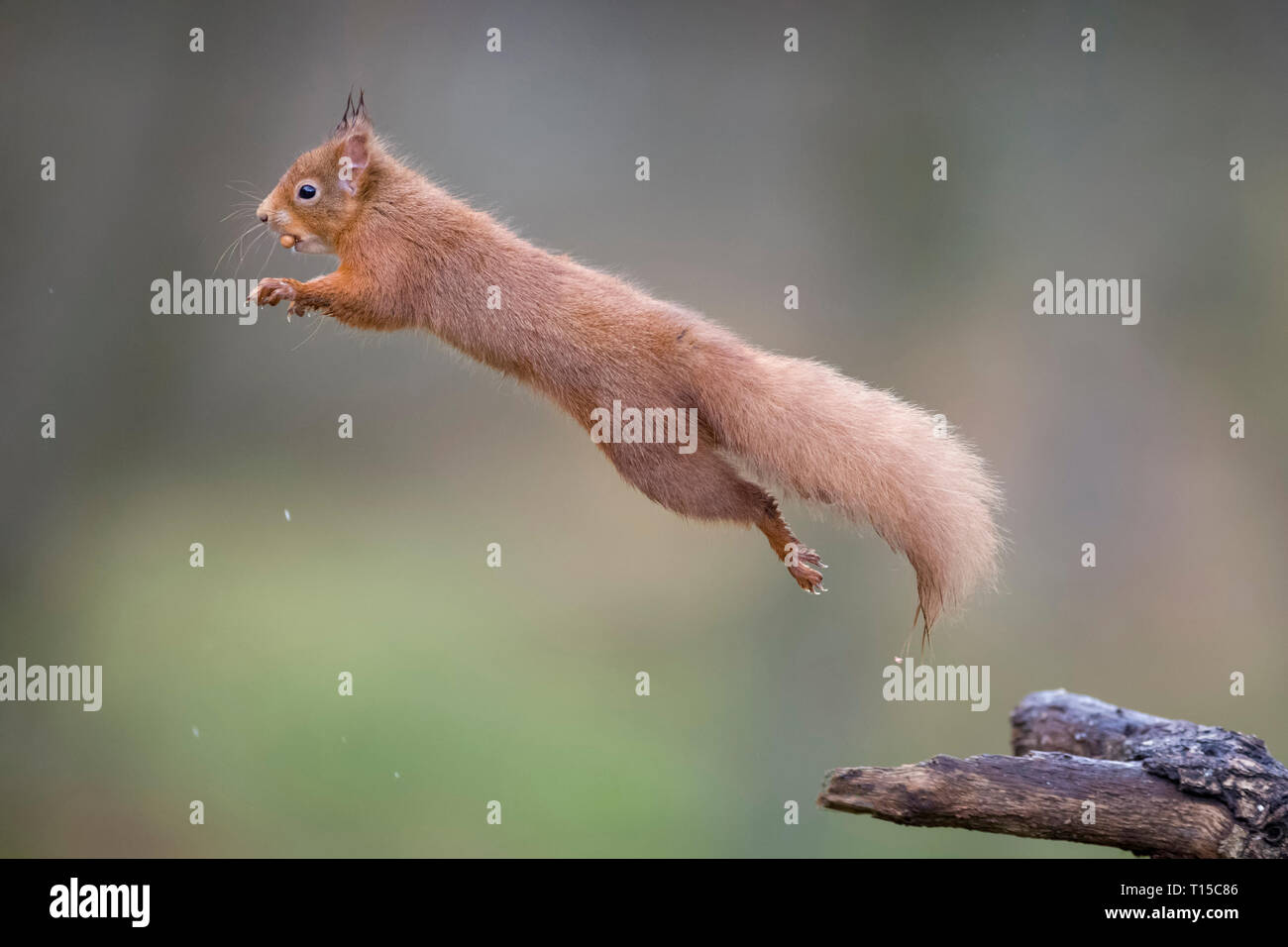 Jumping red squirrel Stock Photo