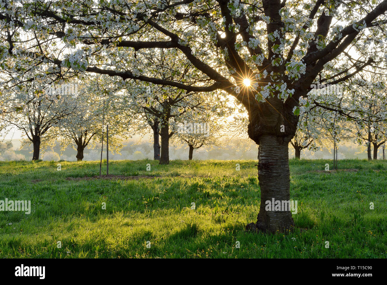Black forest cherry blossom hi-res stock photography and images - Alamy