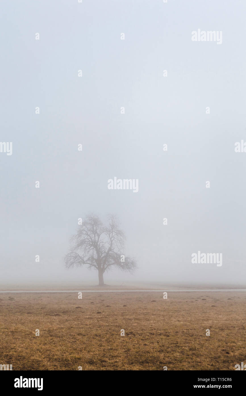 Slovenia, Begunje na Gorenjskem, rural area, lonely tree and fog in a winter day Stock Photo