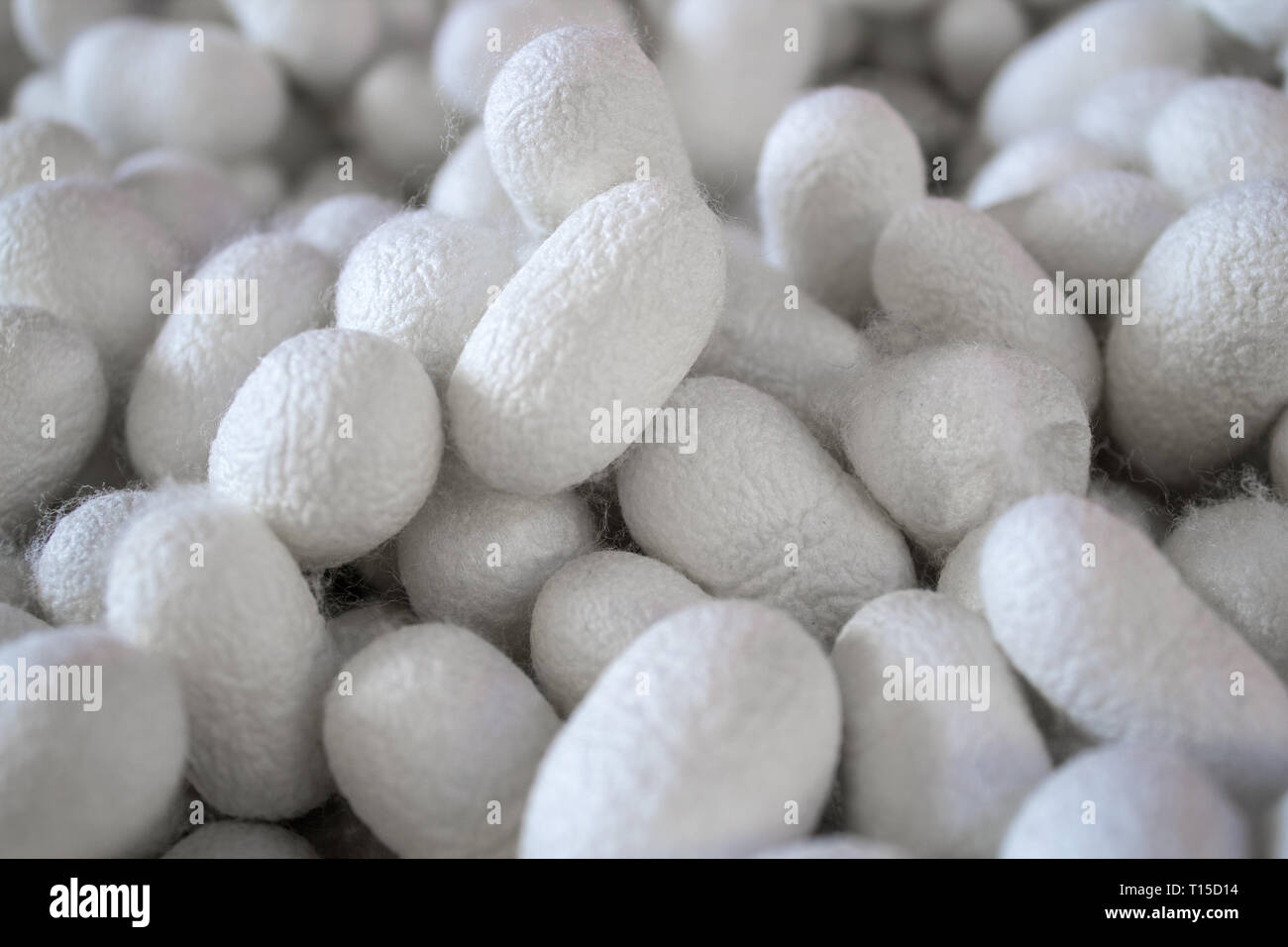 Natural silk cocoons in wicker bucked Stock Photo Alamy