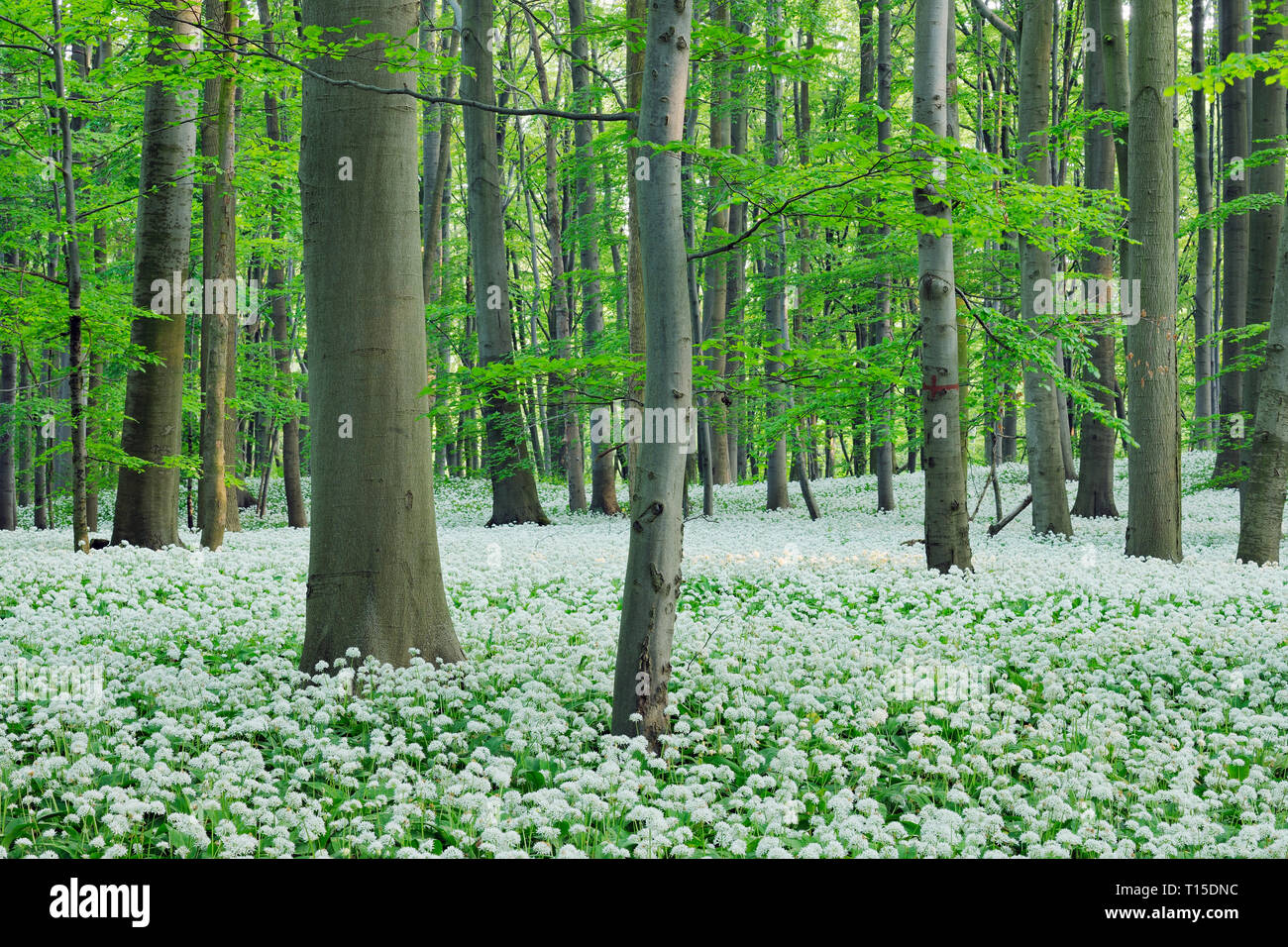 Ramsons (Allium ursinum) in beech (fagus sylvatica) forest, spring with lush green foliage. Hainich National Park, Thuringia, Germany. Stock Photo