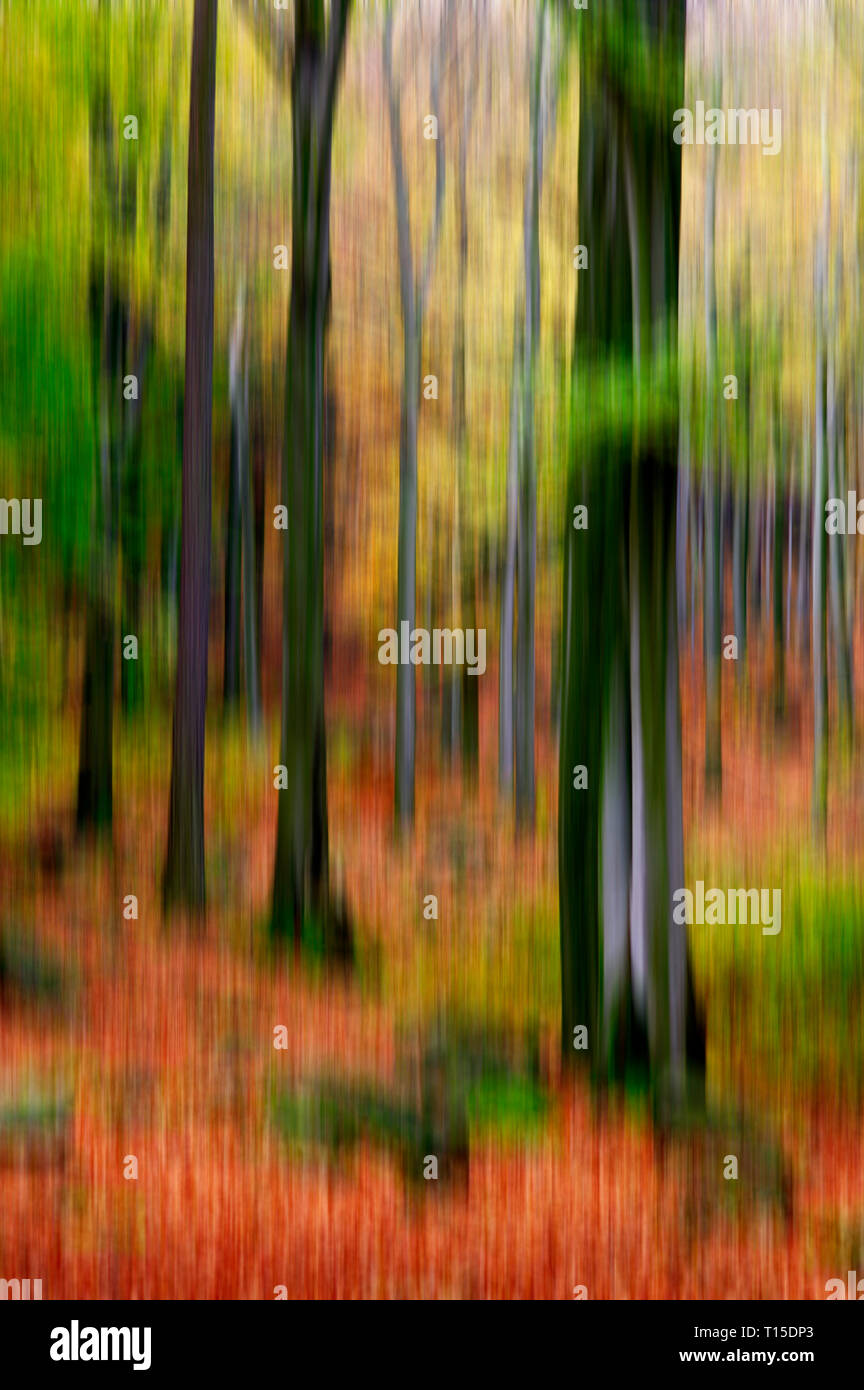 Blurred autumn forest Stock Photo