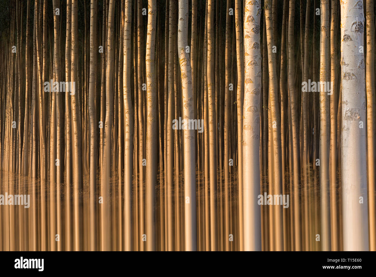 Spain, rows of silver poplar Stock Photo