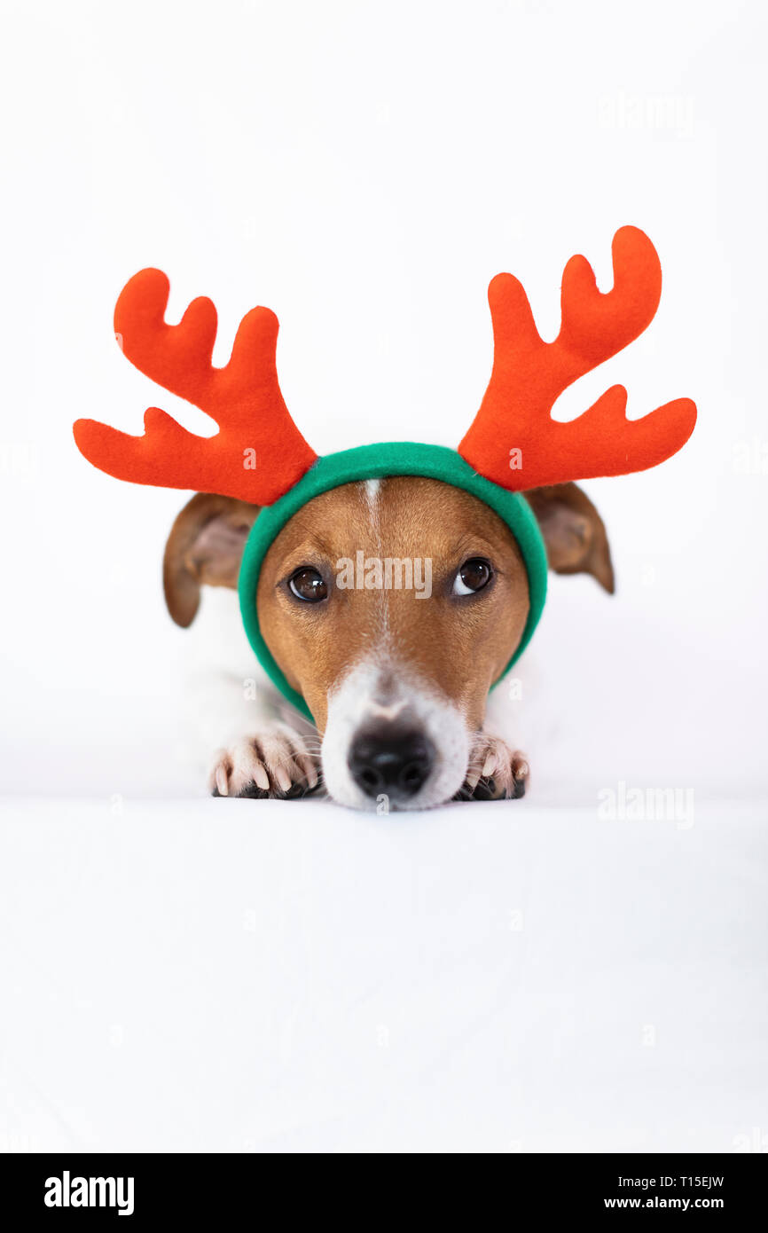 Portrait of dog wearing reindeer antlers headband Stock Photo - Alamy