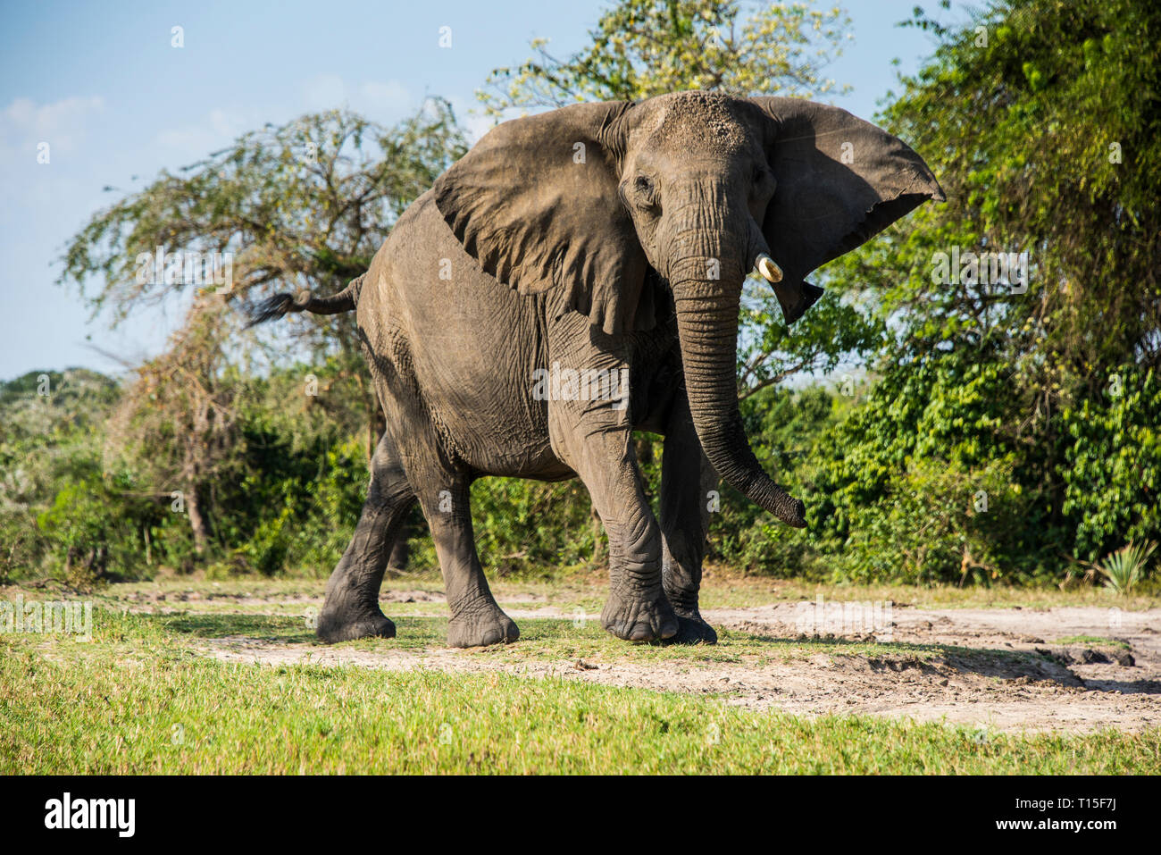 Africa, Uganda, African elephant, Loxodonta africana, Murchison Falls National Park Stock Photo