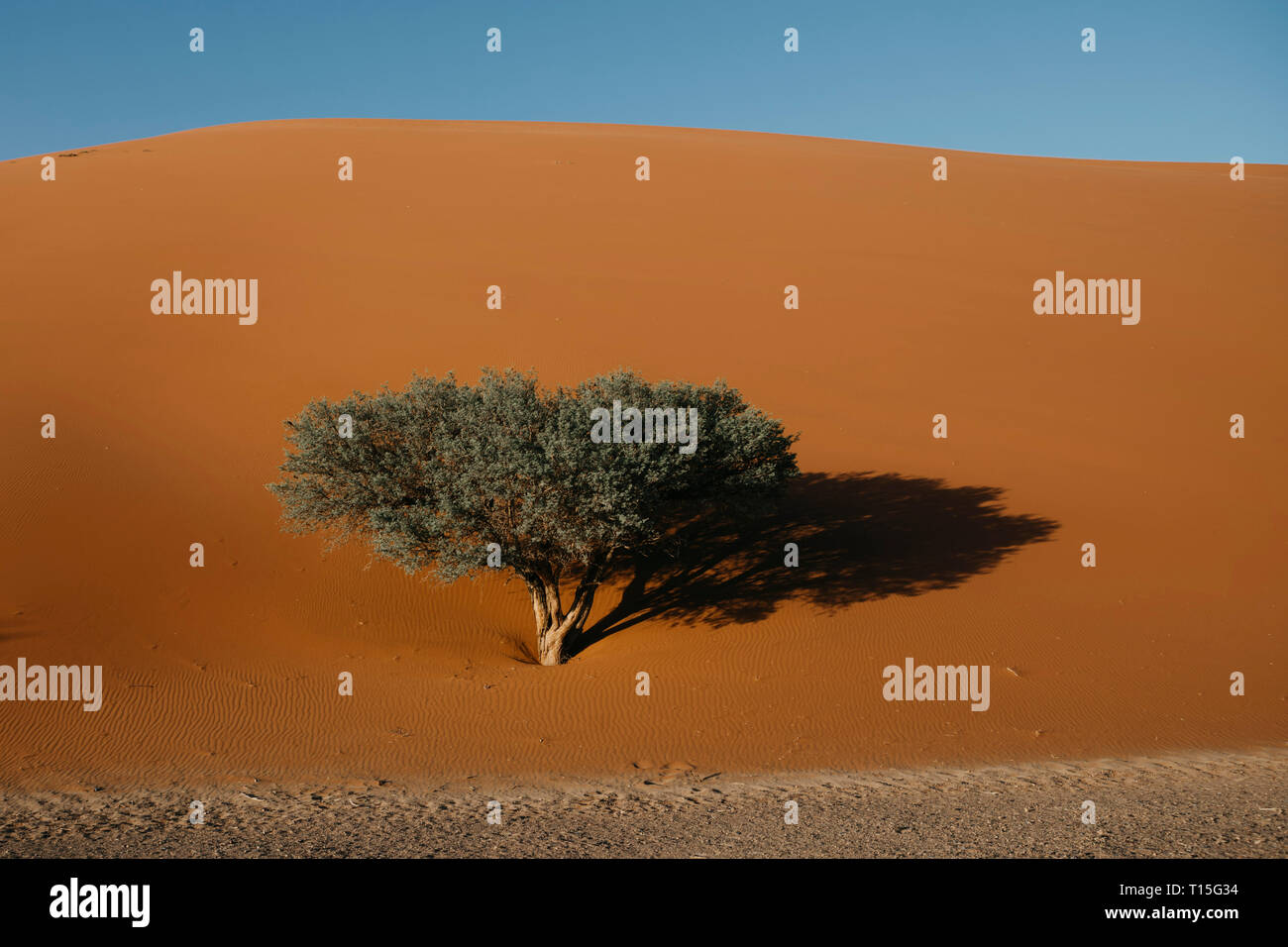 Dune 45 sossusvlei namib naukluft national hi-res stock photography and ...