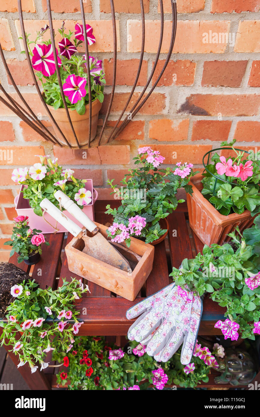 Various potted spring and summer flowers, gardening tools and gloves Stock Photo