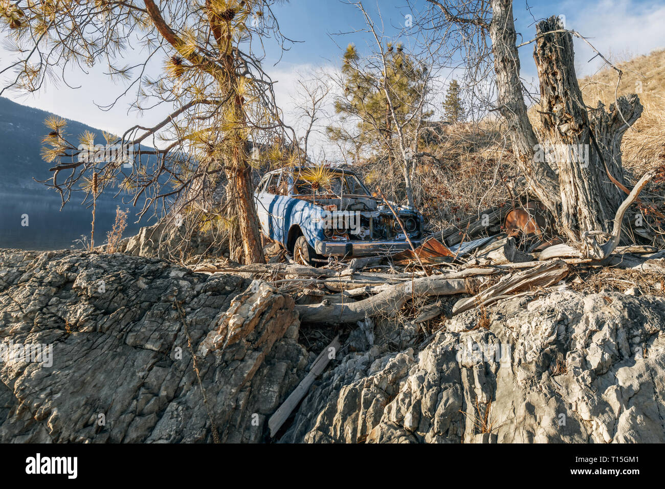 Dumped Car in middle of trees - Abandoned car in middle of trees - Kelowna, Okanagan Lake, Canada - Image Stock Photo