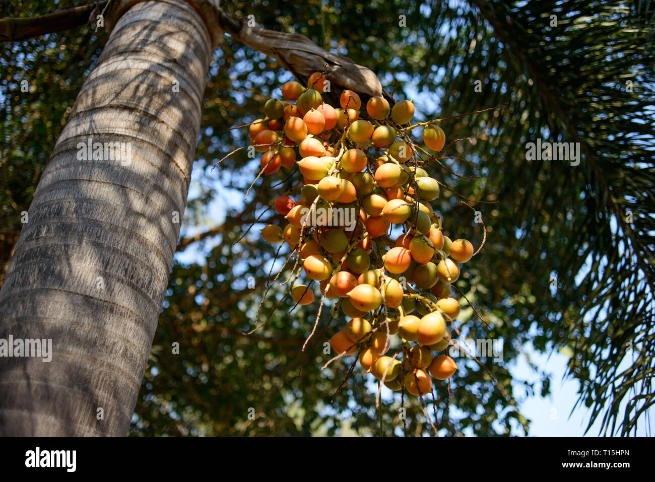 Fruits on Butia Capitata palm at summer day in Thailand. Jelly palm fruits. Stock Photo