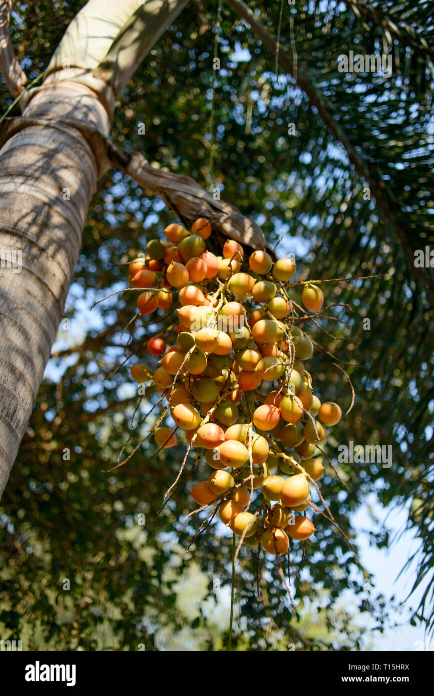 Fruits on Butia Capitata palm at summer day in Thailand. Jelly palm fruits. Stock Photo