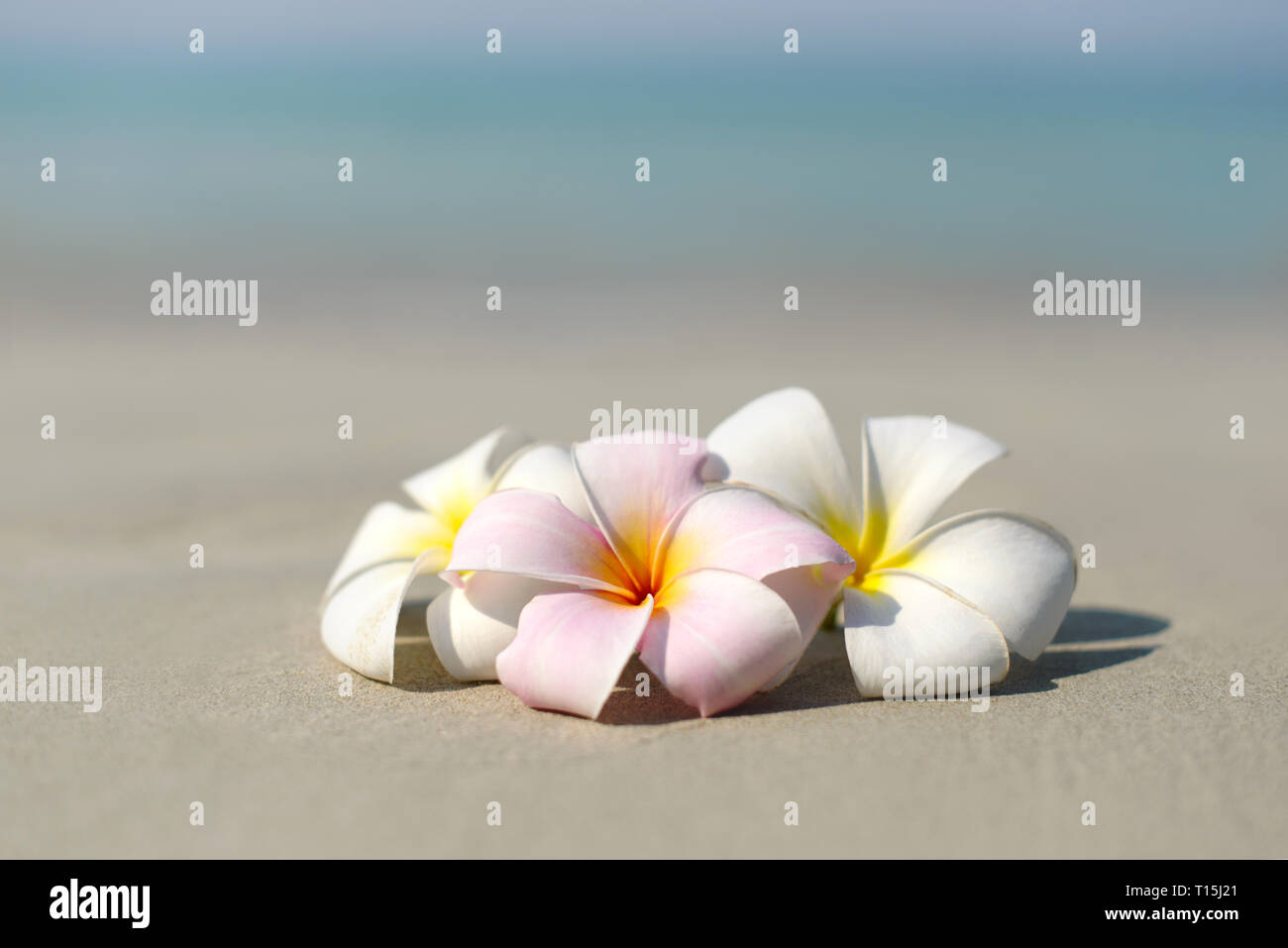 White and pink plumeria frangipani flowers on sandy beach in front of sea coast. Tropical exotic view. Travel vacation concept. Free copy space. Stock Photo
