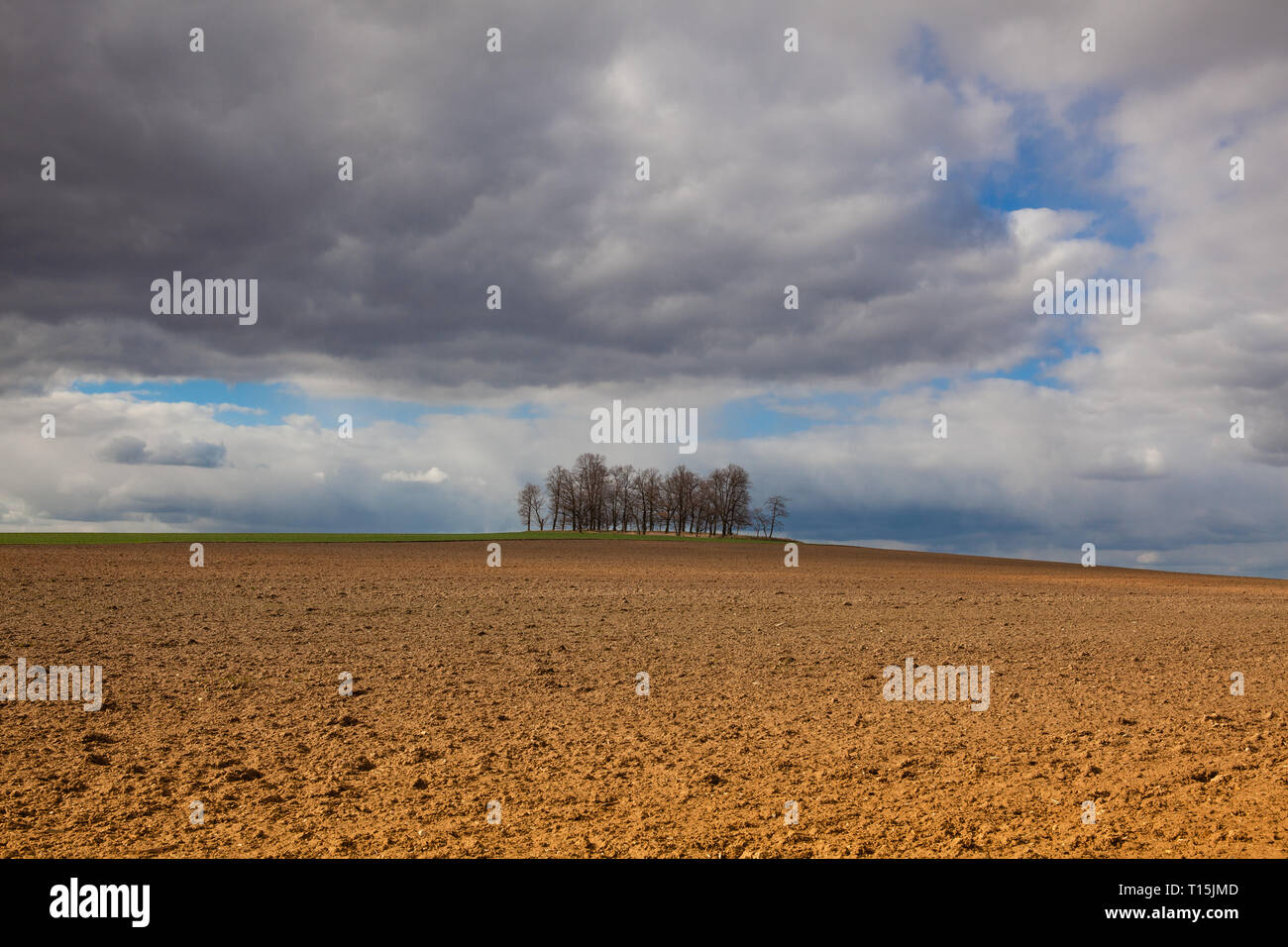 Hill group of trees hi-res stock photography and images - Alamy