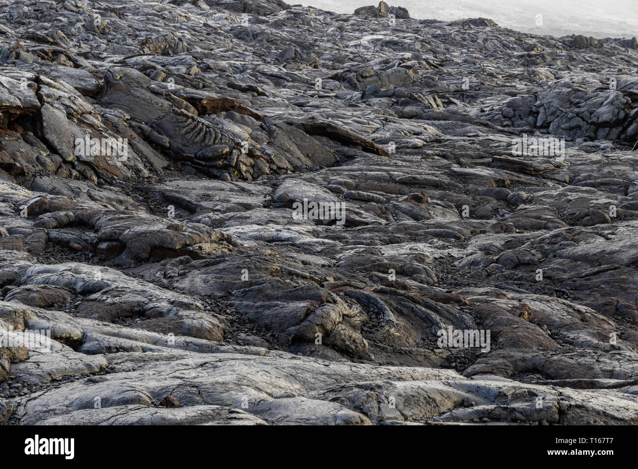 Pahoehoe lava field on Hawaii's Big Island. Chain of Craters Road, Volcano National Park. Stock Photo
