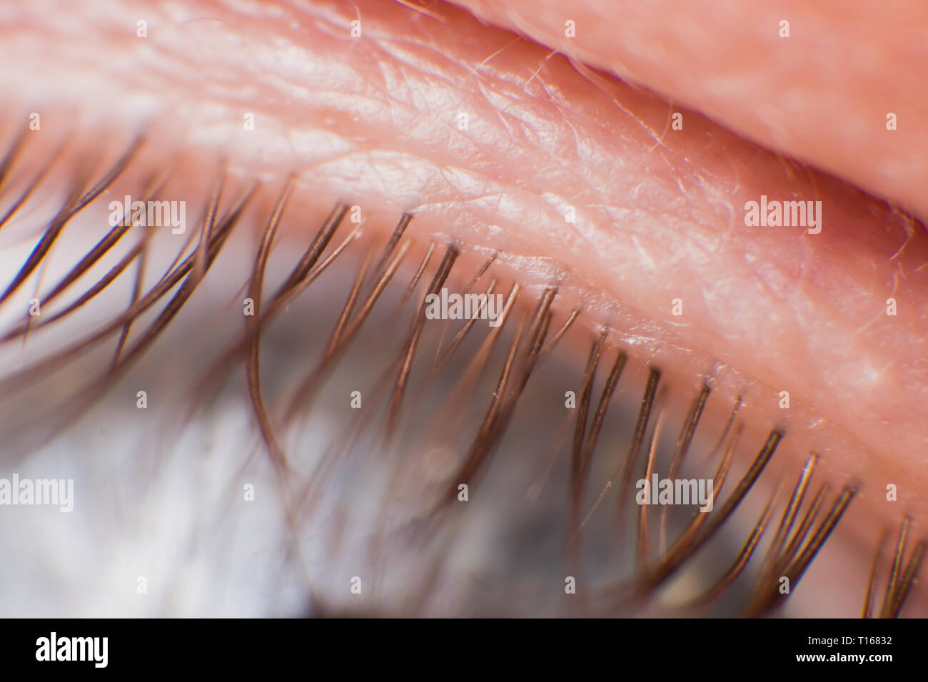 Super macro picture of Eyelash Line, eyelashes Stock Photo