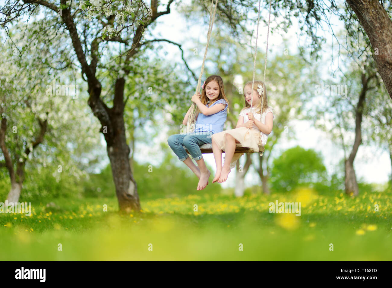 Two cute sisters having fun on a swing in blossoming old apple tree garden outdoors on sunny spring day. Spring outdoor activities for kids. Stock Photo