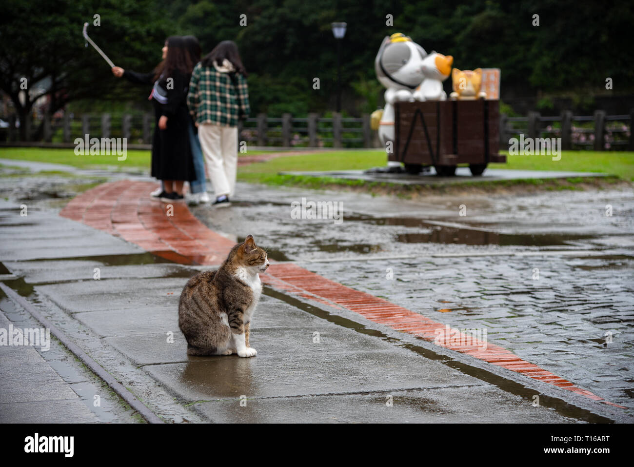 Cute cat at Houtong Cat Village. Taiwan famous cat population. The