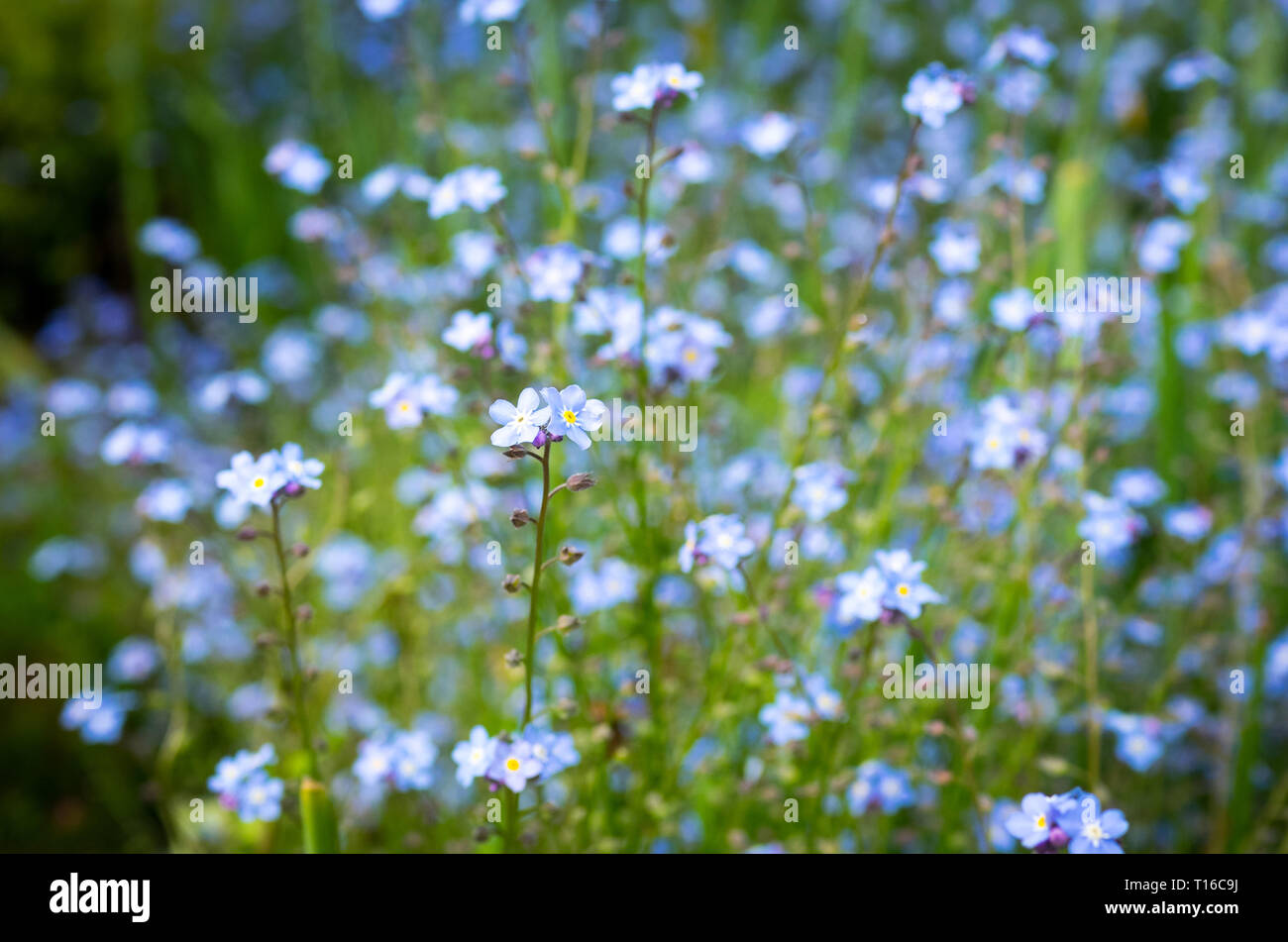 A field of alpine forget-me-not (Myosotis alpestris) flowers. Stock Photo
