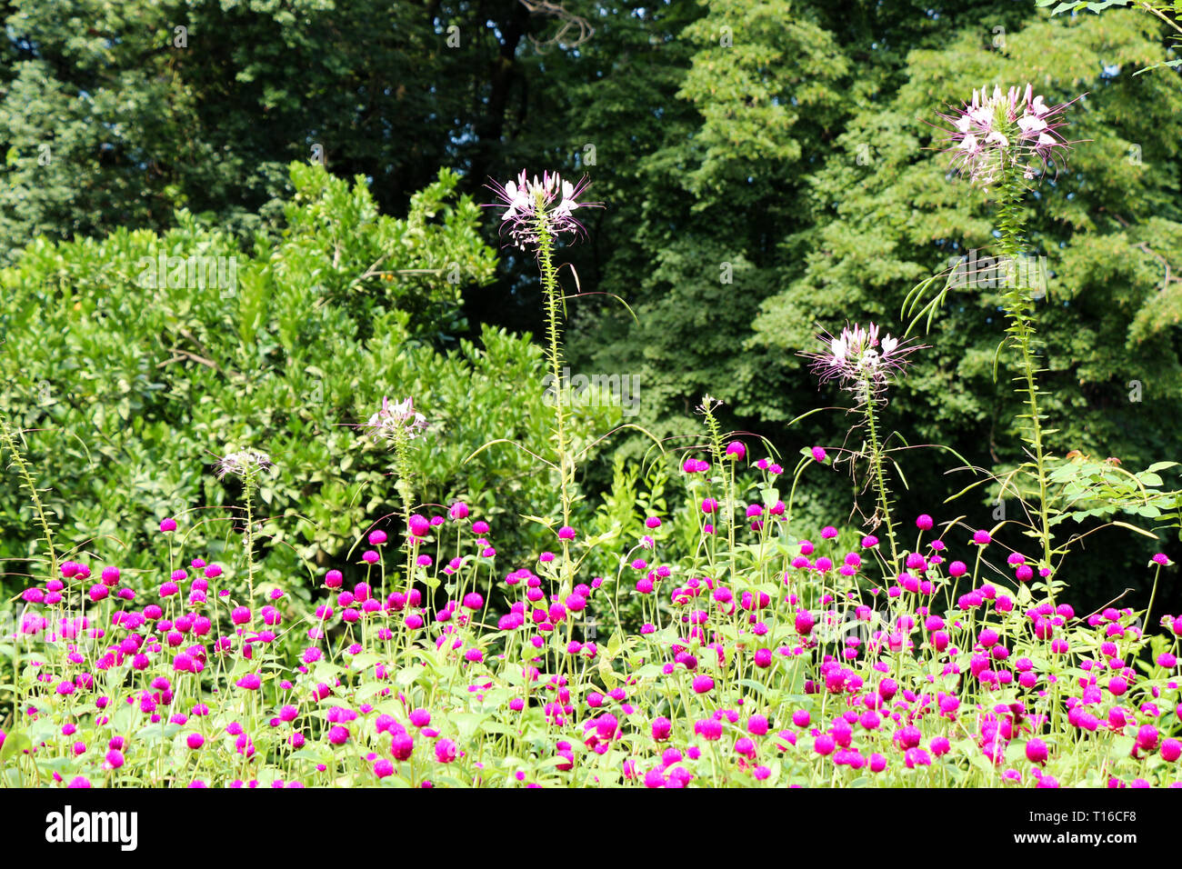 Beautifu lGlobe amaranths,  Amaranthaceae flowers in nature background Stock Photo