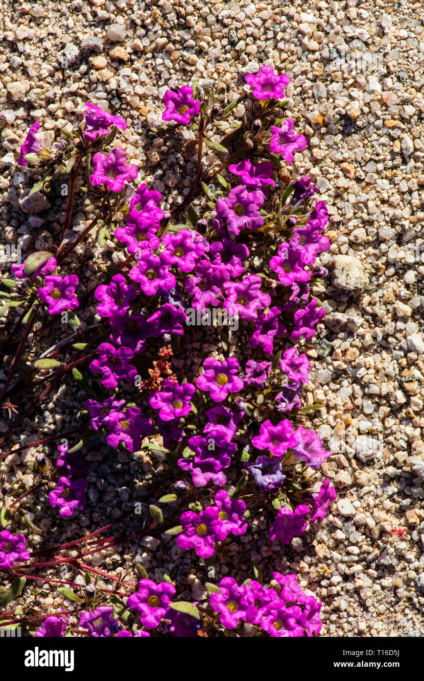 Purple california wildflowers hi-res stock photography and images - Alamy
