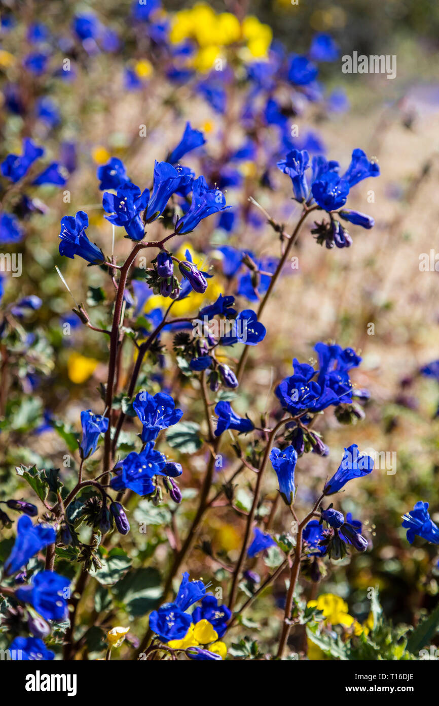 Desert landscape with DESERT BLUEBELLS (Phacilia campalunaria) The hike