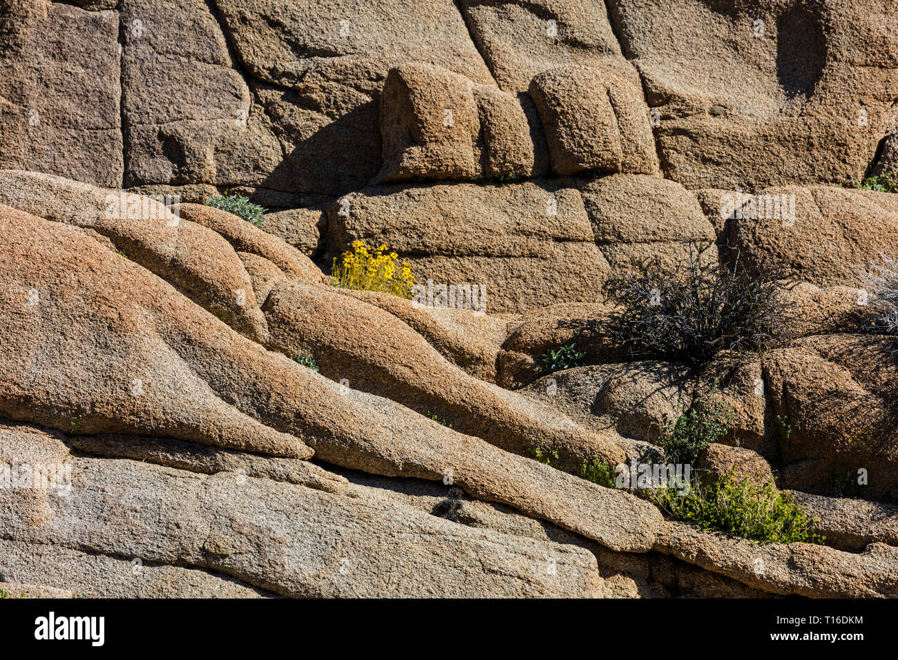 The hike to Lost Palms Oasis has many increible rock formations  - JOSHUA TREE NATIONAL PARK, CALIFORNIA Stock Photo