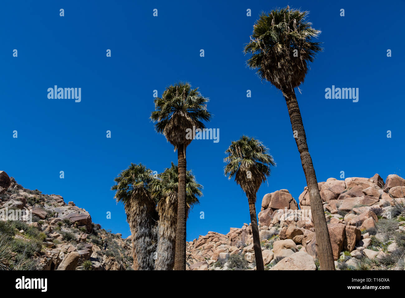 The LOST PALMS OASIS has the largest wild grouping of CALIFORNIA FAN PALMS (Washingtonia filifera) - JOSHUA TREE NATIONAL PARK, CALIFORNIA Stock Photo