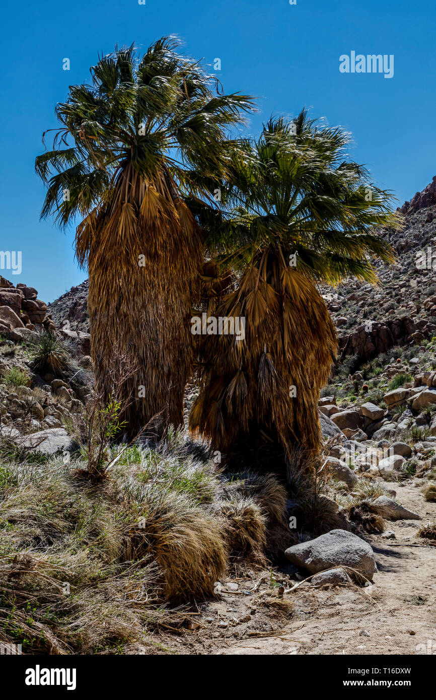 The LOST PALMS OASIS has the largest wild grouping of CALIFORNIA FAN PALMS (Washingtonia filifera) - JOSHUA TREE NATIONAL PARK, CALIFORNIA Stock Photo