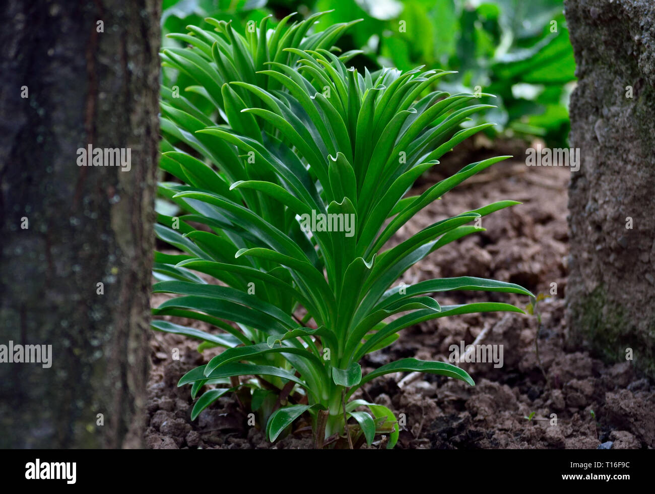 Leaves of lilium candidum in early spring Stock Photo