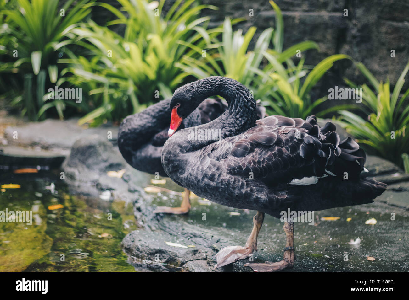 Black swan (Cygnus atratus) standing in near of pound. Beautiful west australian black swan. Stock Photo