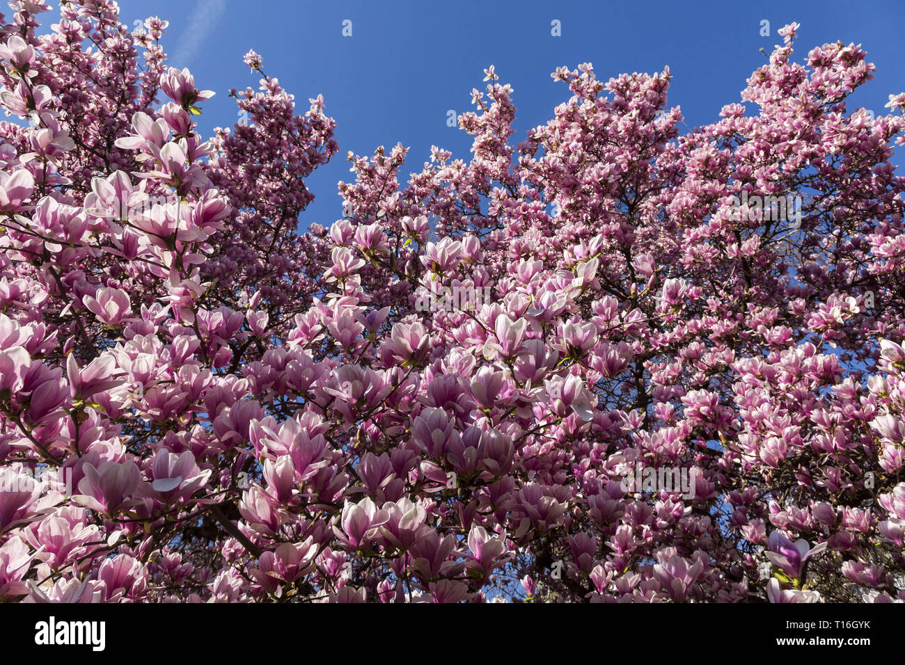 Spring magnolia flower hi-res stock photography and images - Alamy