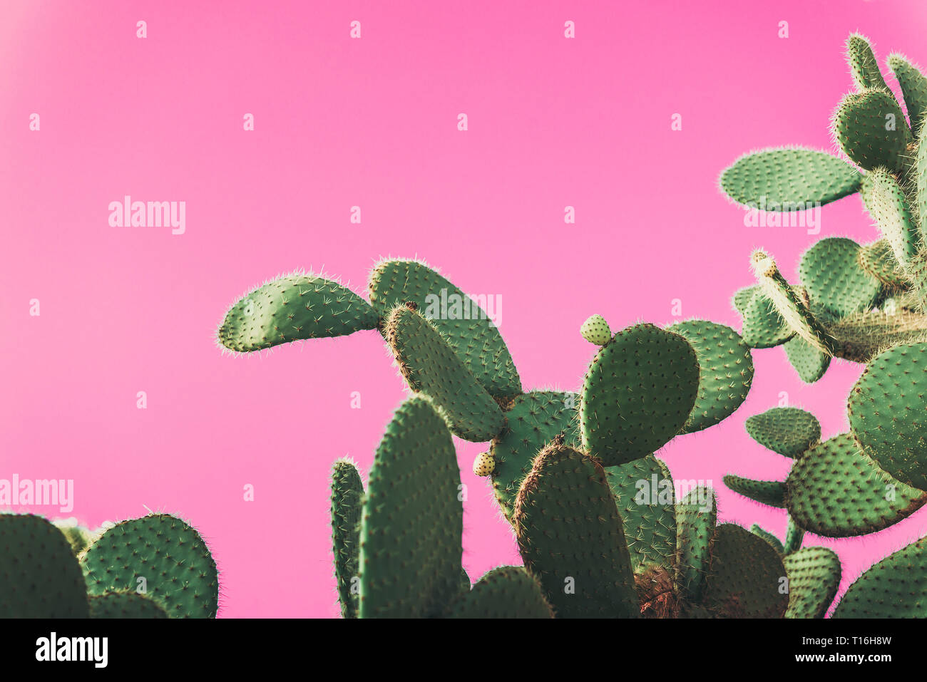 green Prickly Pear Cactus on pink background, creative pop art style with  pastel shades, copy space for text Stock Photo - Alamy