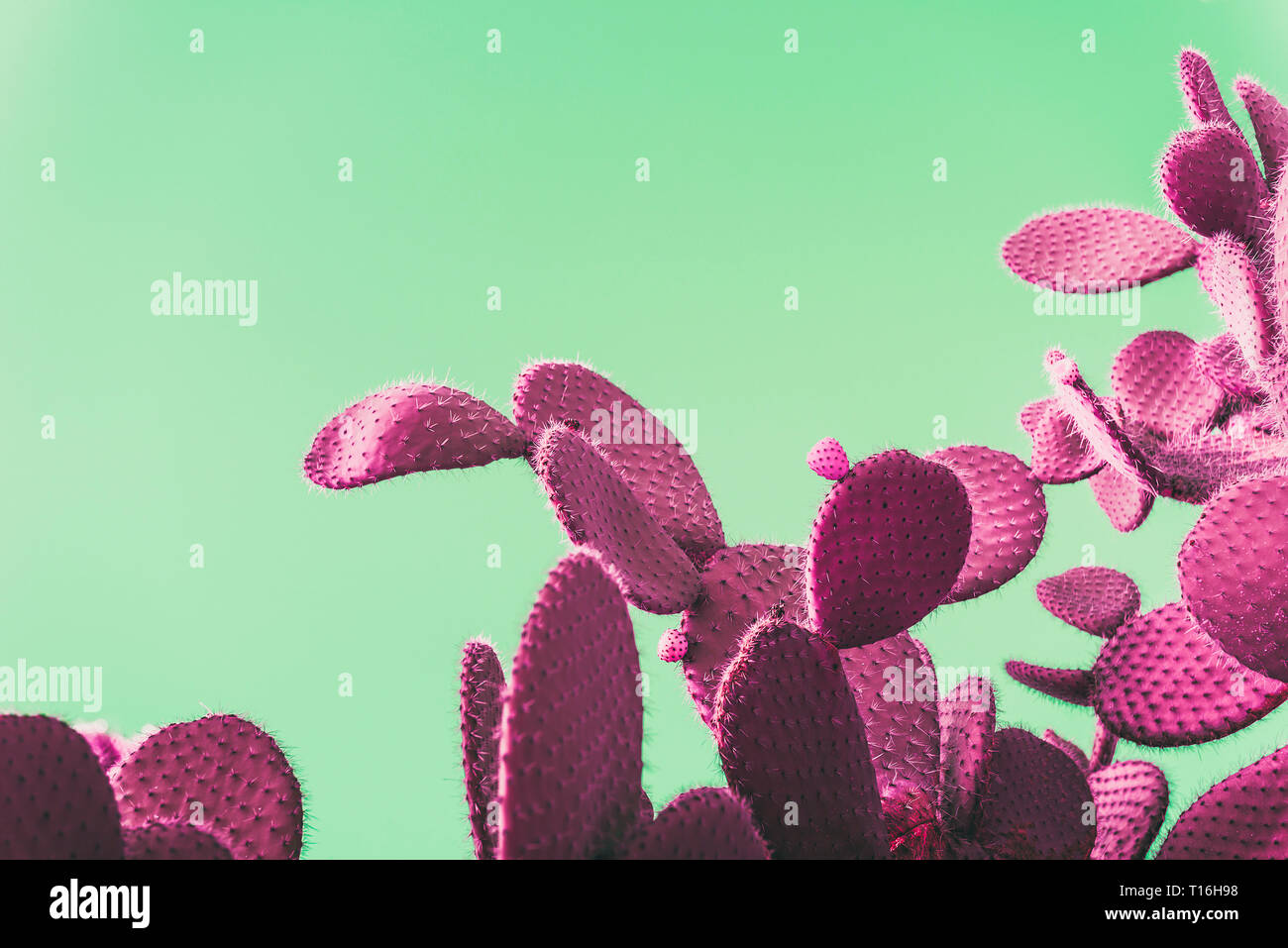 pink Prickly Pear Cactus on green background, creative pop art style with pastel shades, copy space for text Stock Photo
