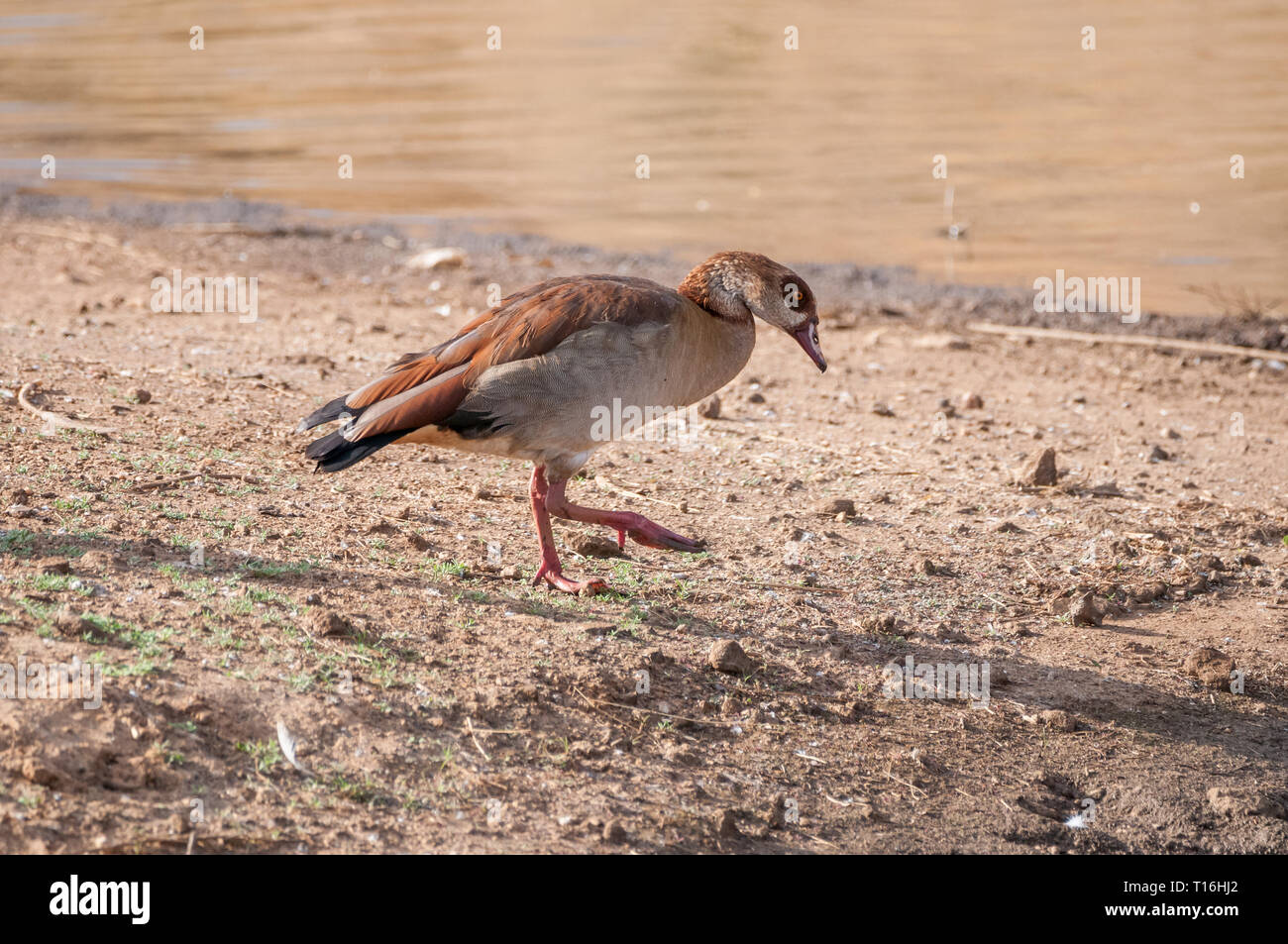 Egyptian goose, Alopochen aegyptiacus, near a waterhole, Namibia Stock Photo