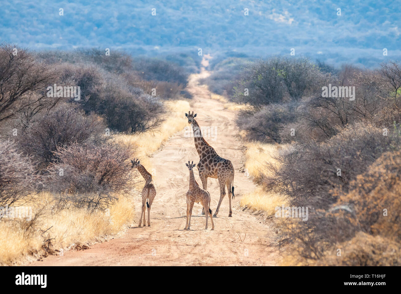 three-horned giraffe, Giraffa camelopardalis, Namibia Stock Photo - Alamy
