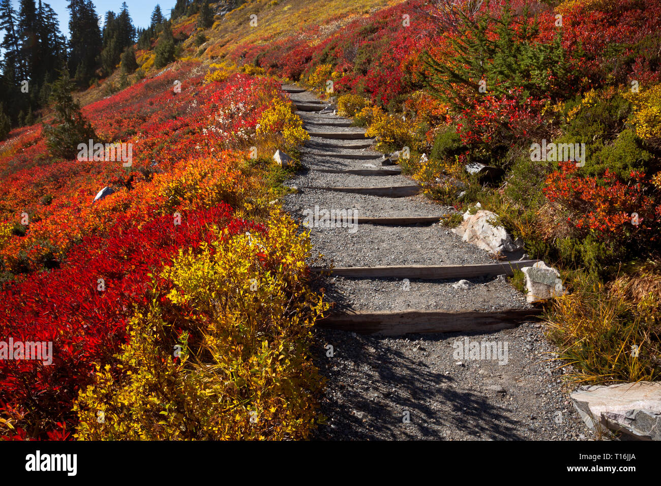 WA16016-00...WASHINGTON- Hikers walking across a hillside covered with brilliant fall color on the Skyline Trail in Mount Rainier National Park. Stock Photo
