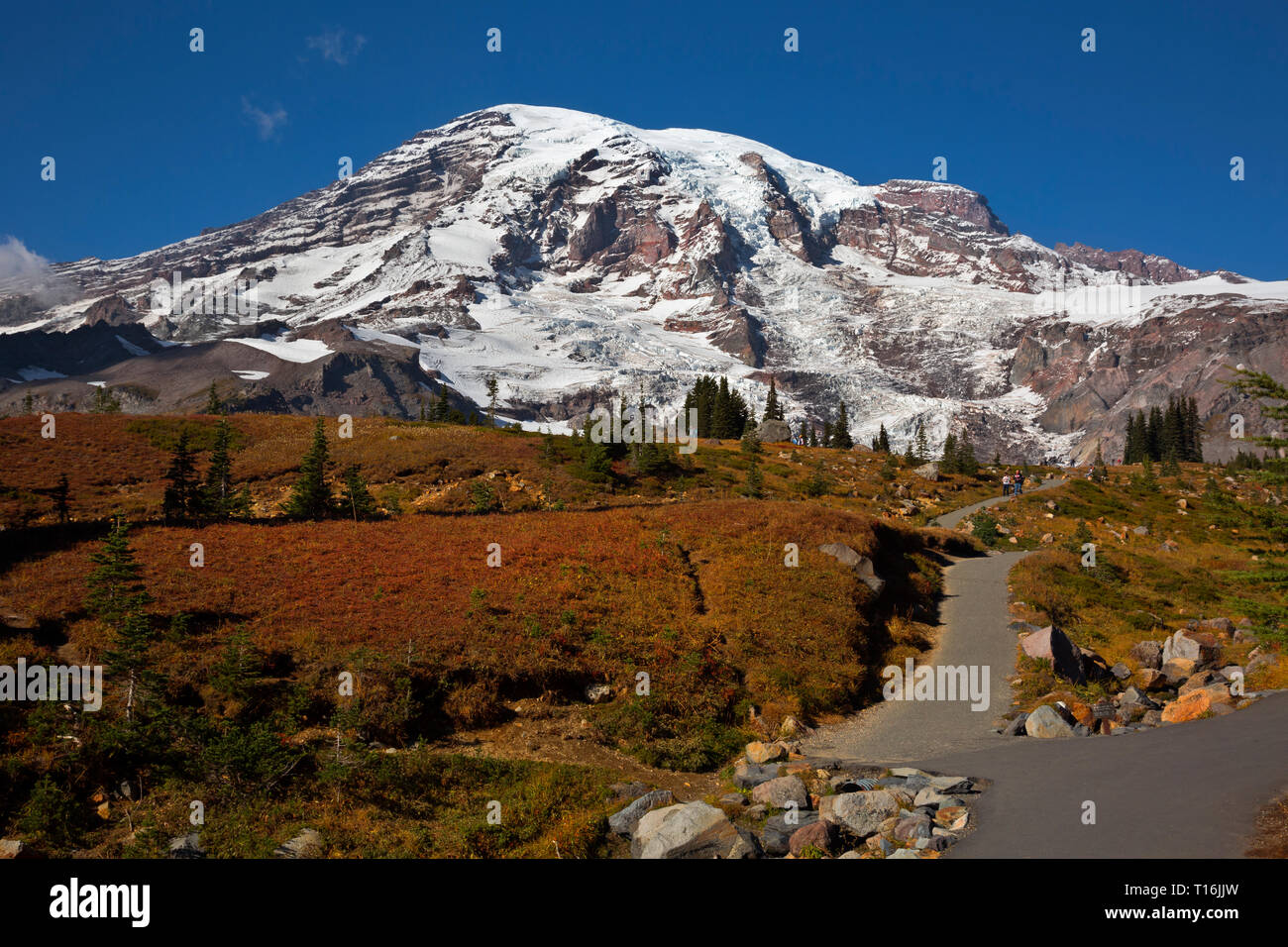 WA16022-00...WASHINGTON - Paved trails through the fall color Paradise Meadows in Mount Rainier National Park. Stock Photo