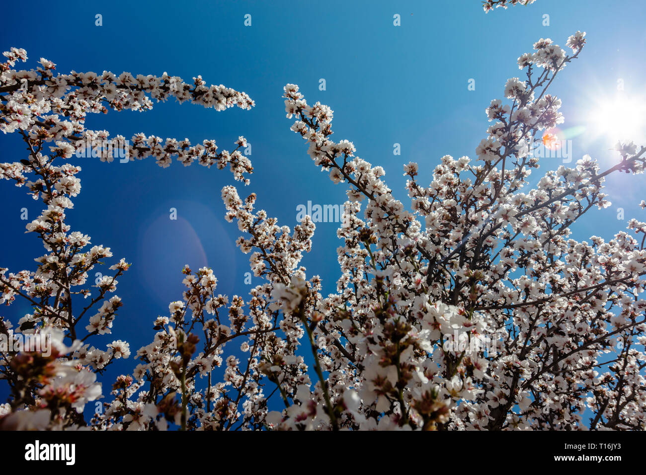 ALMOND TREES in full bloom SAN JUAQUIN VALLEY, CALIFORNIA Stock Photo