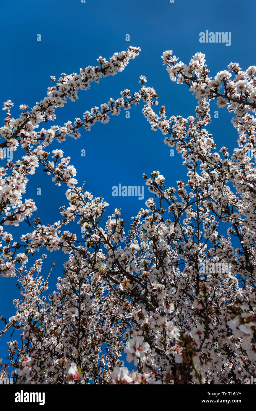 ALMOND TREES in full bloom SAN JUAQUIN VALLEY, CALIFORNIA Stock Photo