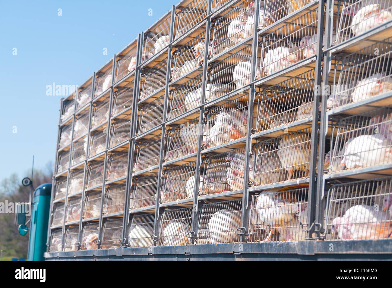 Truck with many sick sad turkeys transported to slaughterhouse for