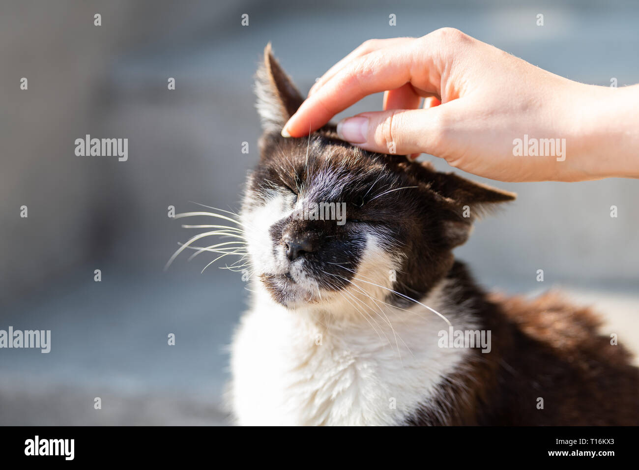 Hand petting rubbing head of stray cat companion pet happy smiling affection bonding face expression cute adorable kitty with closed eyes by steps on  Stock Photo