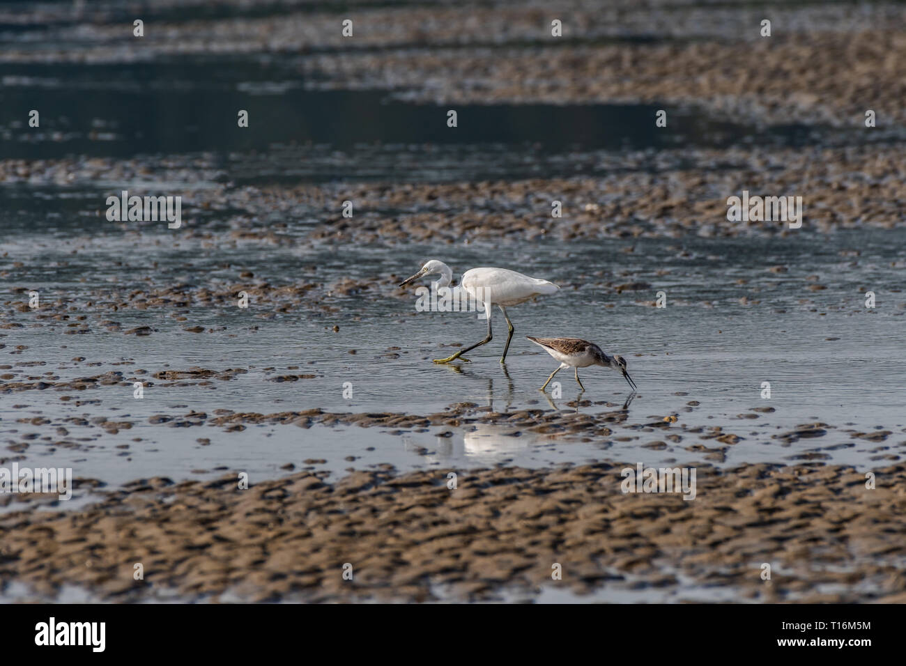 Sharing foraging field little egret and Tringa spp. Stock Photo