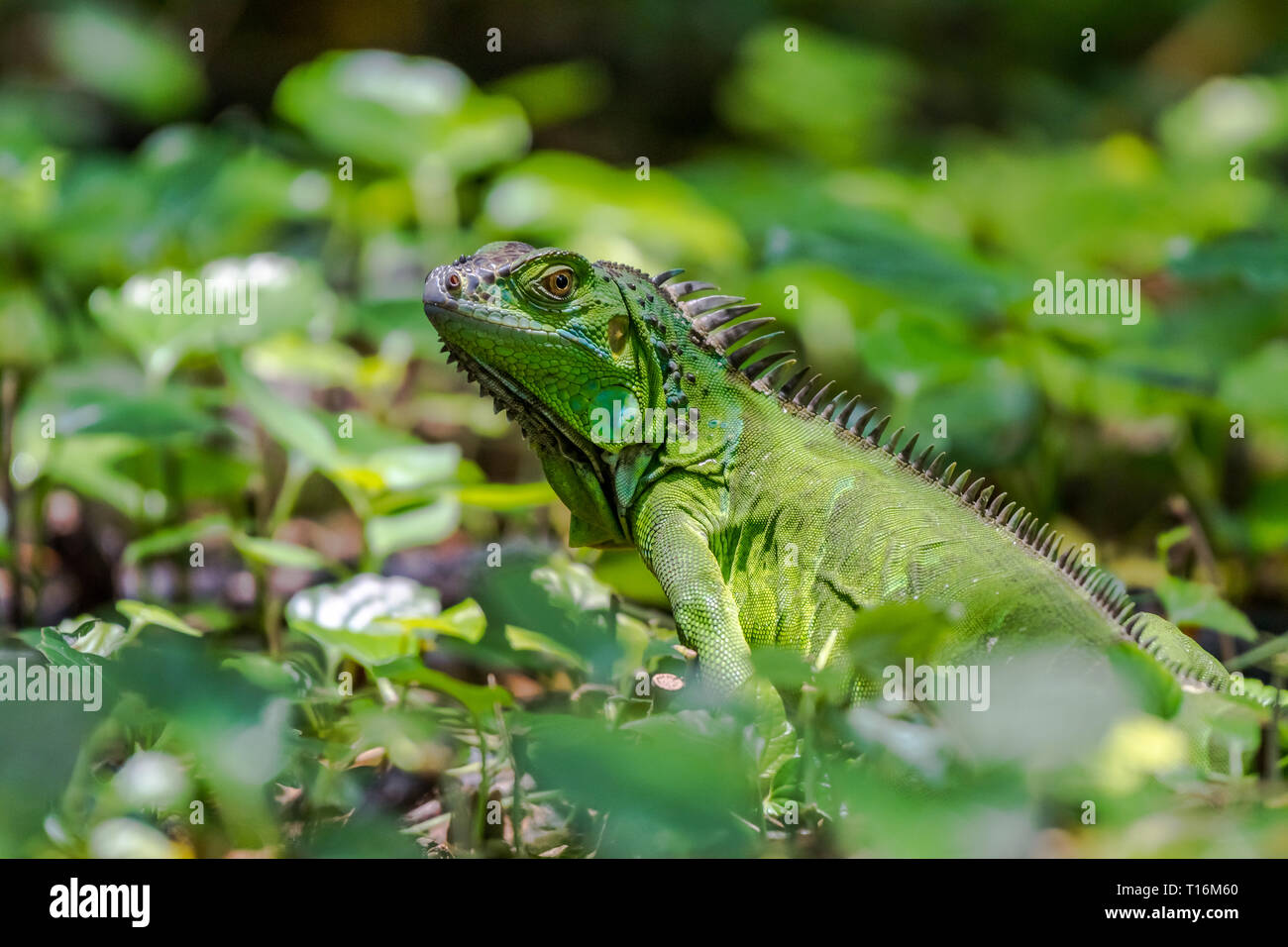 Green Iguana blending in the green Stock Photo
