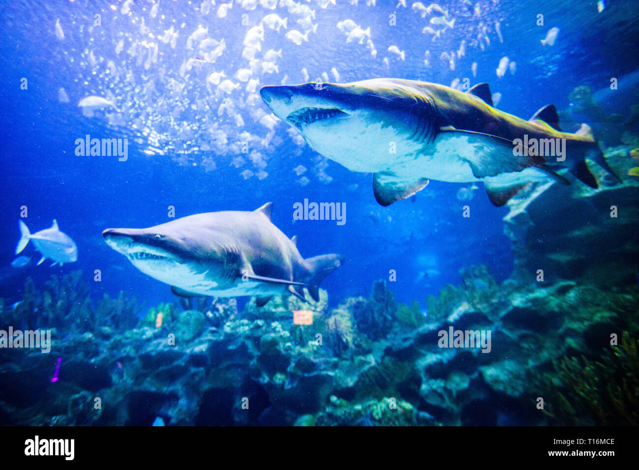 Two great white sharks underwater close up view Stock Photo Alamy