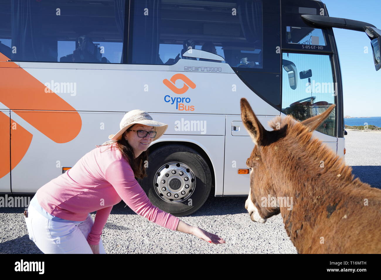 The Cyprus donkey is the donkey breed of the Mediterranean island of Cyprus. These became semi-wild following the Turkish invasion in 1974. Stock Photo