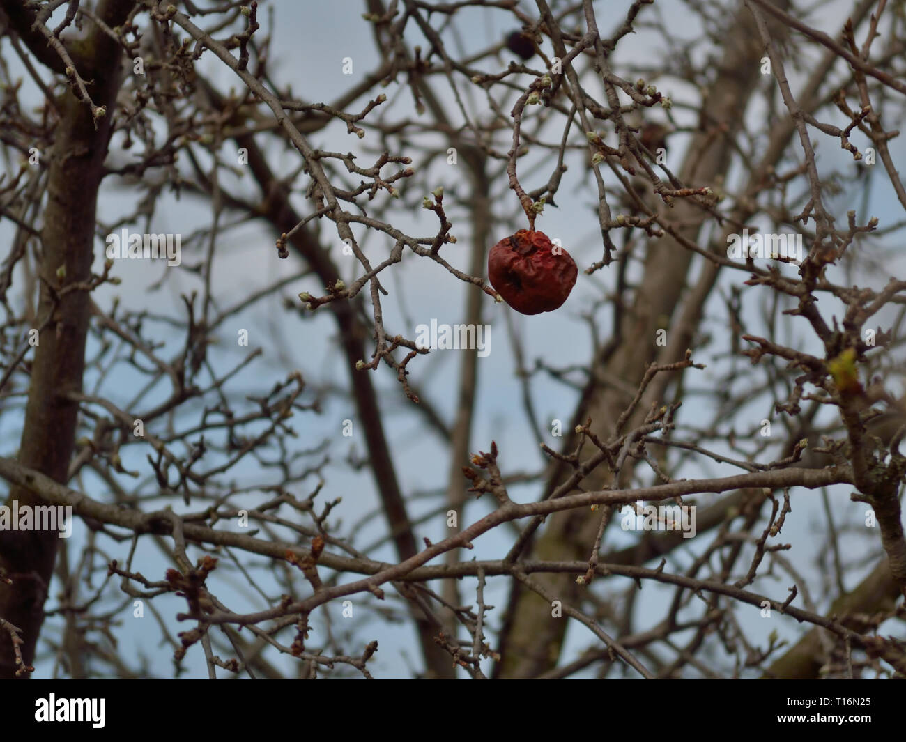 Rotten apple hanging on a tree Stock Photo