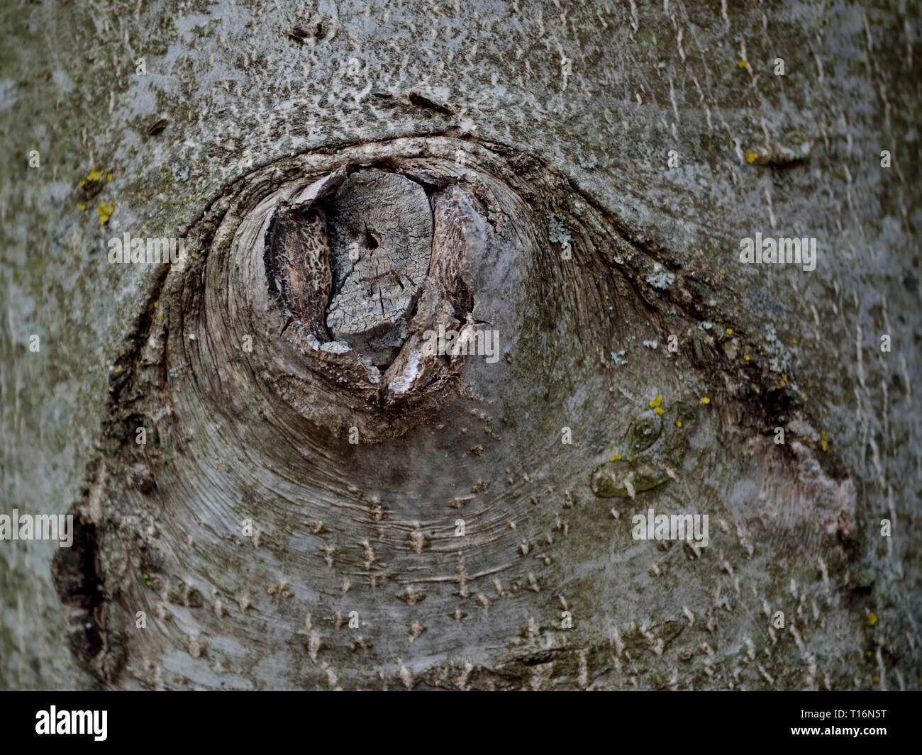 Old scar tissue on a walnut tree trunk Stock Photo