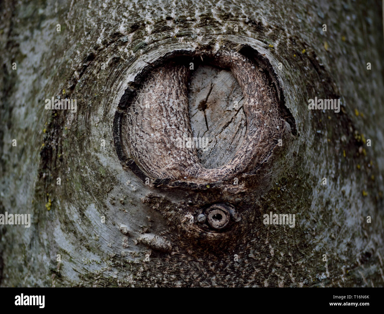 Old scar tissue on a walnut tree trunk Stock Photo