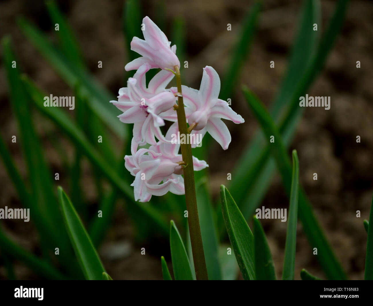 Pink hyacinth in the garden, Hyacinthus orientalis natural form Stock Photo